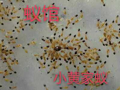 小黄家蚁图片
