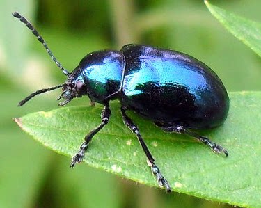 赵力昆虫l我最近捉到一只金龟子.因为颜色太过艳丽,不