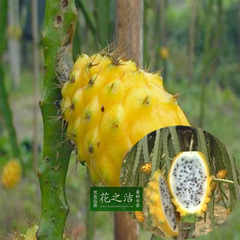 黄皮白肉火龙果价格_黄皮白肉火龙果图片