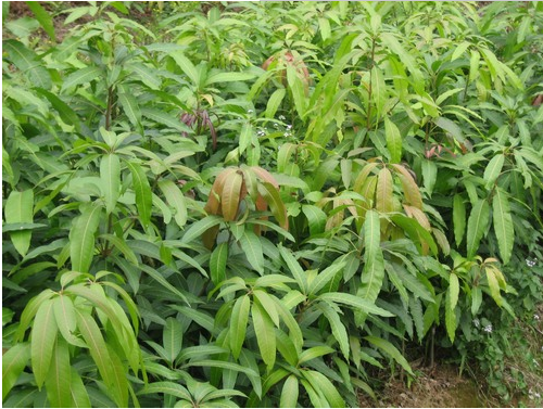 芒果苗 四季芒 四季芒果苗 芒果树苗 芒果果苗 果苗 芒果