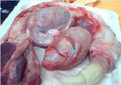 踩睾丸||踩睾丸价格_踩睾丸||踩睾丸图片