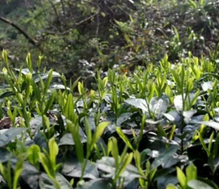 大别山区金寨县连花山野生茶 小兰花 绿茶 有机茶 2016新茶 一级