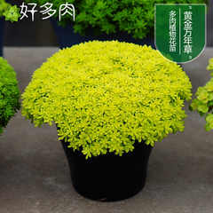黄金草 多肉价格_黄金草 多肉图片