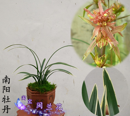 精品墨兰浓香兰花苗 奇花牡丹花 南阳牡丹 冬带花苞 室内花卉盆栽