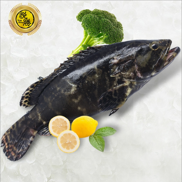 十亿沫品野生海捕鲜活龙胆石斑鱼 渤海新鲜大斑鱼 1条1.2斤左右