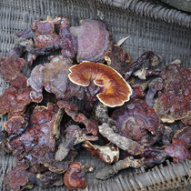 Shennongjia Ganoderma lucidum pure natural pruning Ganoderma lucidum special farm self-picking Ganoderma lucidum 100g
