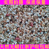 Yapinhong AA Baby Pigeon Pigeon grain Pigeon Pigeon 50kg pigeon feed Jiangsu Zhejiang Shanghai and Anhui