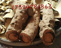 Wild fresh cat tailwood root cat-tailed potato tail tree roots are all over a decade of tree age