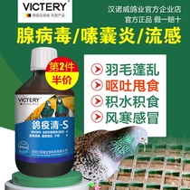 Six epidemics clear pigeon drugs Newcastle disease Pigeon disease clear cold green paratyphoid fever pigeon medicine common diseases