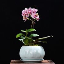 Phalaenopsis flowerpot special high-end root control small flowerpot ceramic Nordic simple light luxury high-end net red orchid flower pot