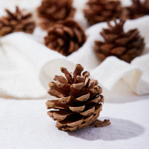 Photo props with wind pine nuts background cloth plants Songta maple fruit retro photography Decorative Jewelry Photography Shooting Creative Pendulum home Accessories Fall leaf loose DIY little fresher