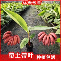 Red banana purple banana apple banana dwarf Emperor banana southern fruit tree new variety of pot