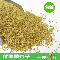 New yellow millet with shell millet tiger skin Peony Xuanfeng small and medium-sized parrot bird food Bird food bird feed 3 pounds
