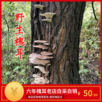 Huaier wild Sophora waxy Huai moth Chinese herbal medicine Sophora Trametes Huai mushroom Huai Ganoderma lucidum ex gratia payments to pruning 250g