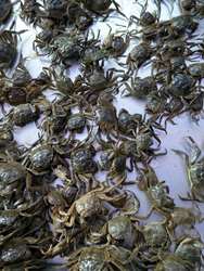一元小螃蟹六月黄鲜活蟹美食特产醉蟹野生毛蟹二龄蟹老头蟹蟹苗
蟹苗