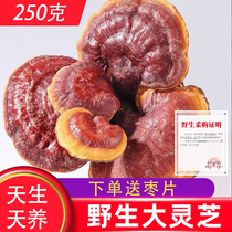 Big Ganoderma lucidum wild 250g Dabie Mountain whole root red Ganoderma lucidum non-sliced powder can be used with Chinese Herbal medicine