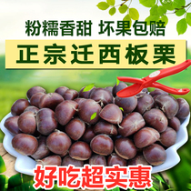 20201 Year Qianxi chestnut raw fresh chestnuts married Hebei authentic large grain chestnut fresh small oil chestnut millet