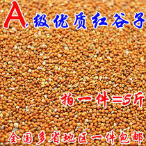 High-quality shelled red millet brightening coat color full bird food bird food bird food tiger skin parrot Pearl National one piece