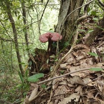 Wild Ganoderma lucidum Mountain natural wild Ganoderma lucidum 250g selected sulfur-free sliced ground powder dried wild Ganoderma lucidum
