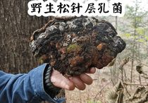 Wild Pine needle spp. Changbai Mountain Wild pine needle Ganoderma lucidum Pinus strainus 500g (Mizhiji)