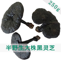 Guangxi semi-wild whole plant naturally picking large black Ganoderma lucidum can slice 250g health and nourishing medicinal materials