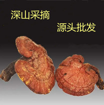 Selection of red lingzhi whole technical bubble and wine bubble water can be matched with deer antlers Ginseng finely ground 500g can be milled