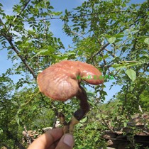 Wild Ganoderma lucidum wild pruning Ganoderma lucidum wild Ganoderma lucidum 5g