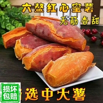 Freshly dug Linan Tianmushan small sweet potato 5 kg farm small sweet potato Chestnut sweet potato Mini sweet potato egg potato