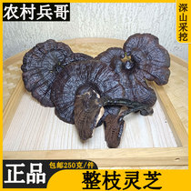 Half kg of whole ganoderma lucidum with handle Selected premium fungi various kinds of plants dry goods non-wild soaked wine soaked water can be sliced