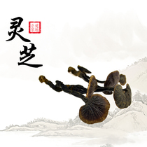 Lansheng Parish Wild Lingzhi Bamboo Cheese Bamboo Cheese Glossy Glossy Lingzhi Powder Lingzhi Tea Lingzhi slices 500 gr