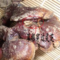 Ganoderma lucidum wild Ganoderma lucidum Ganoderma lucidum 13-year old store physical store slightly larger Ganoderma lucidum