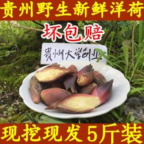 现货5斤装新鲜洋荷贵州野生新鲜洋荷姜 新鲜阳荷洋荷姜新鲜野菜洋