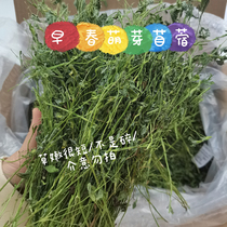 21 early spring bud alfalfa grass young rabbit grain new grass low temperature drying rabbit Chinchilla Dutch pig pasture