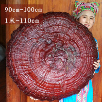 90cm-1 m semi-wild Ganoderma lucidum ornamental bonsai giant oversized red Ganoderma lucidum ornamental bonsai giant super-large red Ganoderma lucidum dried pruning