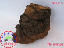 Pure wild Ganoderma lucidum (Inonotus obliquus boutique) wild promise Shipped from Wuzhishan District