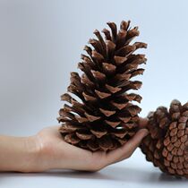 Natural large pine fruit zakka natural pine tower dried fruit country decoration Christmas products oversized