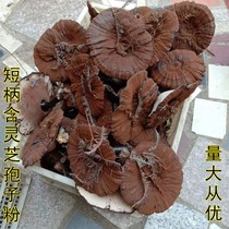 Short-stalked purple Ganoderma lucidum Meizhou Hakka Deep Mountain Black Ganoderma lucidum semi-wild non-bitter pruning with spore powder 500g