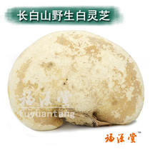 Fuyuan Hall Wild Lucid Lucid white Mountain Wild White Lingzhi Lucid Lingzhi Ling Sesame Cheese 250 gr