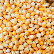 Small corn pigeon food Dry corn feed Pigeon food Small golden yellow a five-pound fishing bird food