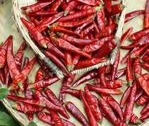 Uc Cosmos Big Chili No. 2 vip customer reserved link