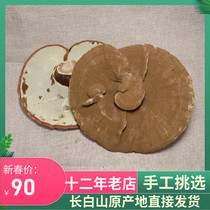Large Changbai Mountain semi-wild Ganoderma lucidum belt spore powder Pine Fir Ganoderma lucidum planting Ganoderma lucidum Linzhi origin origin