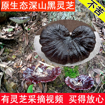 Shaoguan natural local specialties Deep mountain Black Ganoderma lucidum semi-wild Ganoderma lucidum wild Linzhi pruned slices