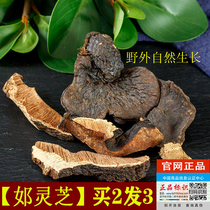 (1G) Ganoderma lucidum