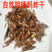 Wild grasshopper dry drying powder bailing starling thrush homemade bird dragon fish turtle climbing pet high protein grain 500g