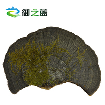 Royal Blue Changbai Mountain Wild Phellinus Ganoderma lucidum deep mountain growth pruning cloves Phellinus Linzhi slices 250g buy 3 get 1