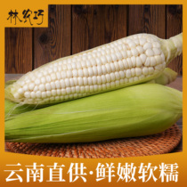 林农巧糯玉米云南现摘新鲜10斤非转基因生粘黏牛奶玉米棒白玉米