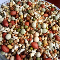 Race power pigeon grain peanut 3A young pigeon food pigeon feed carrier pigeon military pigeon ornamental pigeon meat pigeon bird food 50kg
