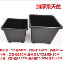 Fleshy flowerpot Sedum small square pot single head old pile small group Sedum pot fleshy small square pot plastic small black side thickening