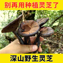 Ganoderma lucidum purple Ganoderma lucidum wild Qinling deep mountain wild Linzhi pruned dry goods sparkling wine red Ganoderma lucidum 250g g