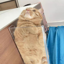 Customized transparent acrylic cat slave hanging wall climbing frame wall wall jumping platform wall wall hanging wall hanging frame